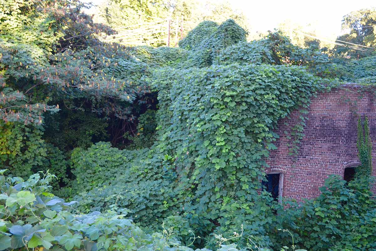 A horizontal image of a dilapidated brick building covered with invasive kudzu.