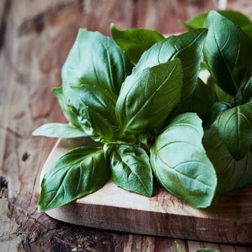A close up square image of 'Italian Large Leaf' basil on a wooden chopping board.