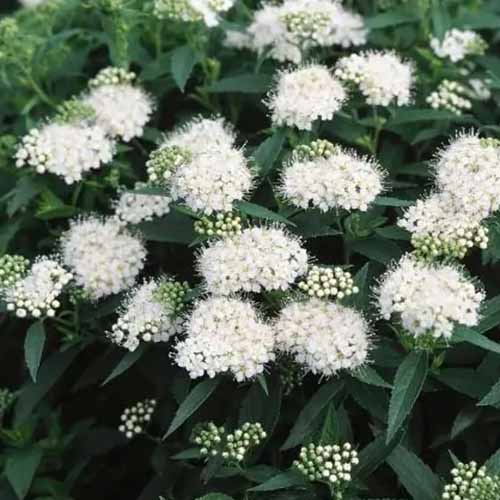 A close up square image of the delicate white flowers of Japanese white spirea growing in the backyard.