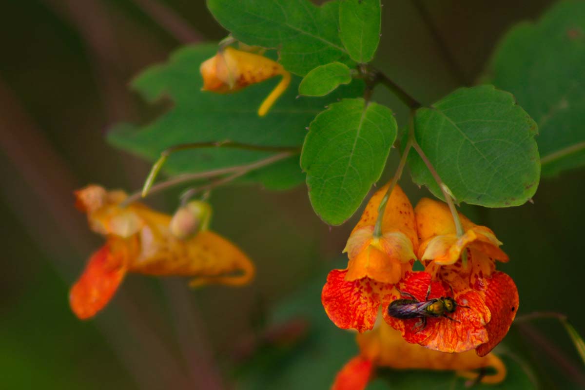 A close up horizontal image of wild impatiens (jewelweed) growing in the garden pictured on a soft focus background.