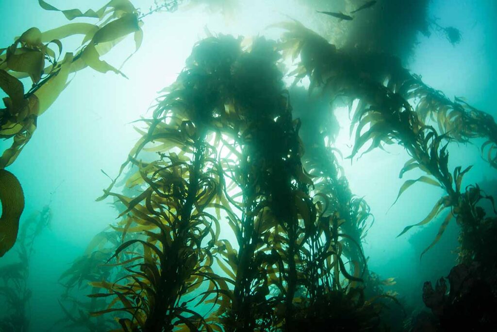 A horizontal image of a kelp forest in the ocean pictured from below.