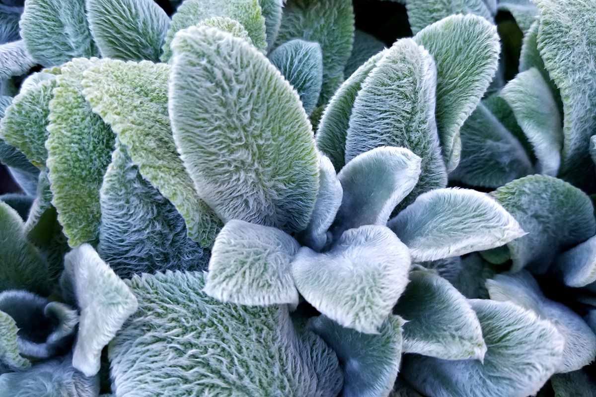 A close up horizontal image of Stachys byzantina (lamb's ears) growing in the garden.