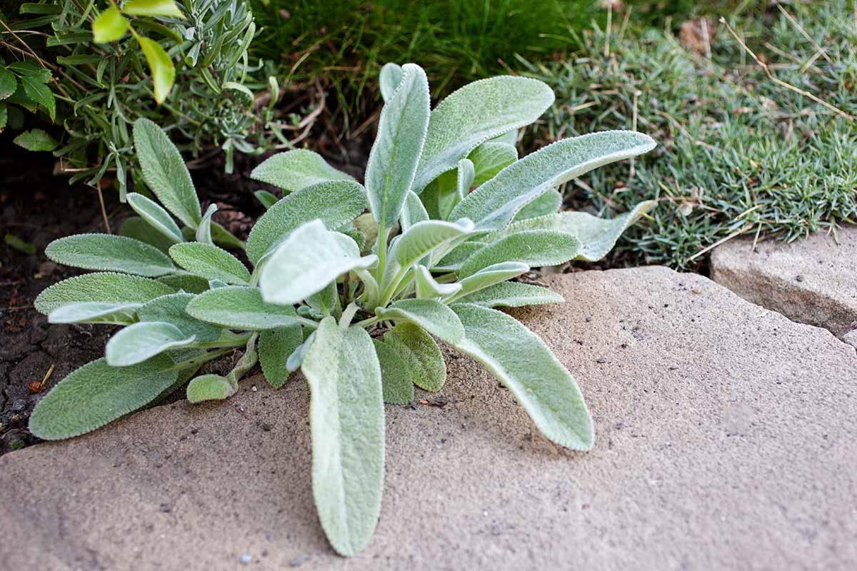 A close up horizontal image of lamb's ears (Stachys byzantina) planted by the side of a stone pathway.