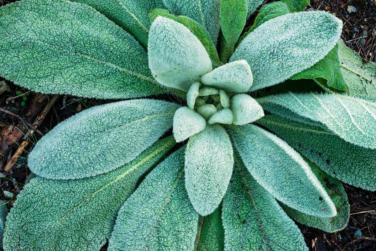 How to Plant and Grow Lamb's Ear (Stachys byzantina)
