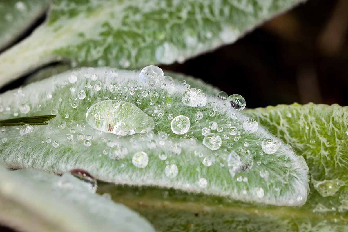 A close up horizontal image of the foliage of lamb's ears (Stachys byzantina) with water droplets on the surface of the leaves.