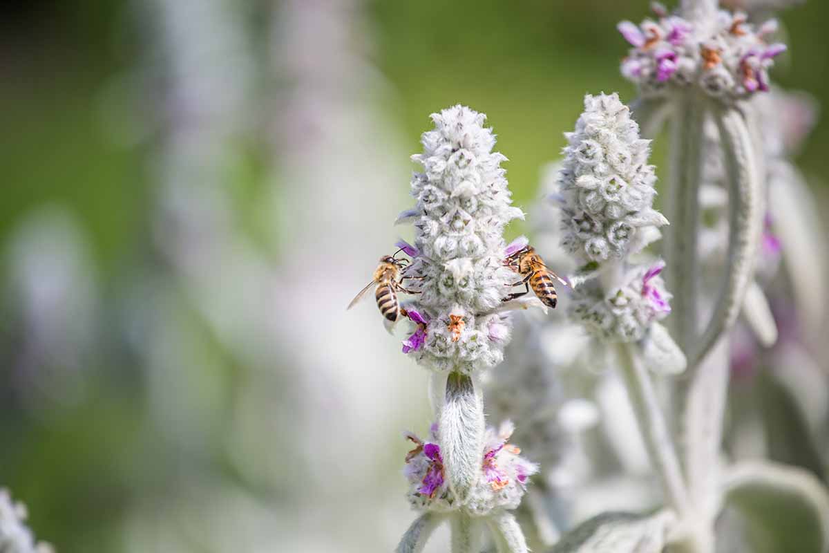 A horizontal image of bees feeding on the flowers of Stachys byzantina (lamb's ears) pictured on a soft focus background.