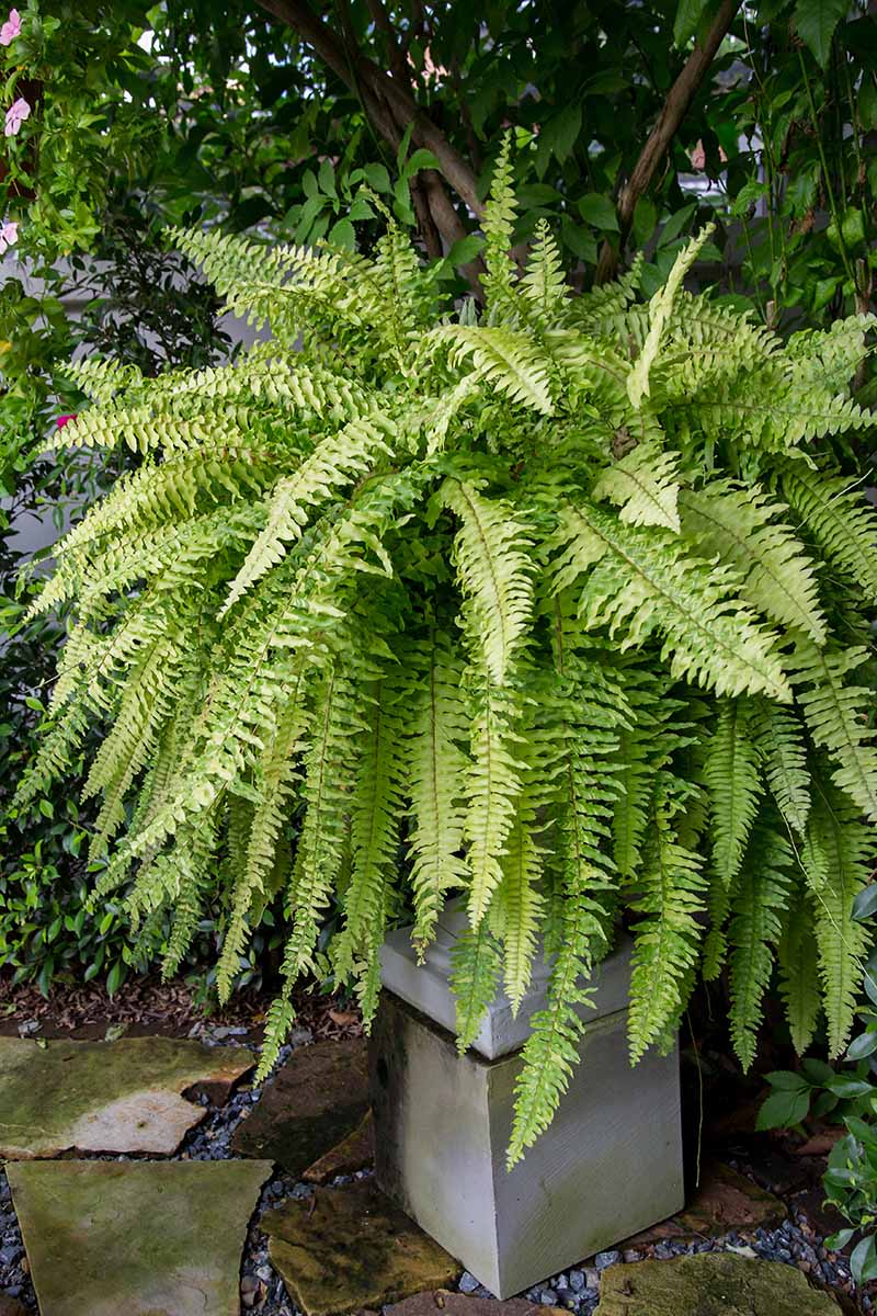 A vertical image of a large Boston fern growing in a concrete container set outdoors in the shade of a tree.