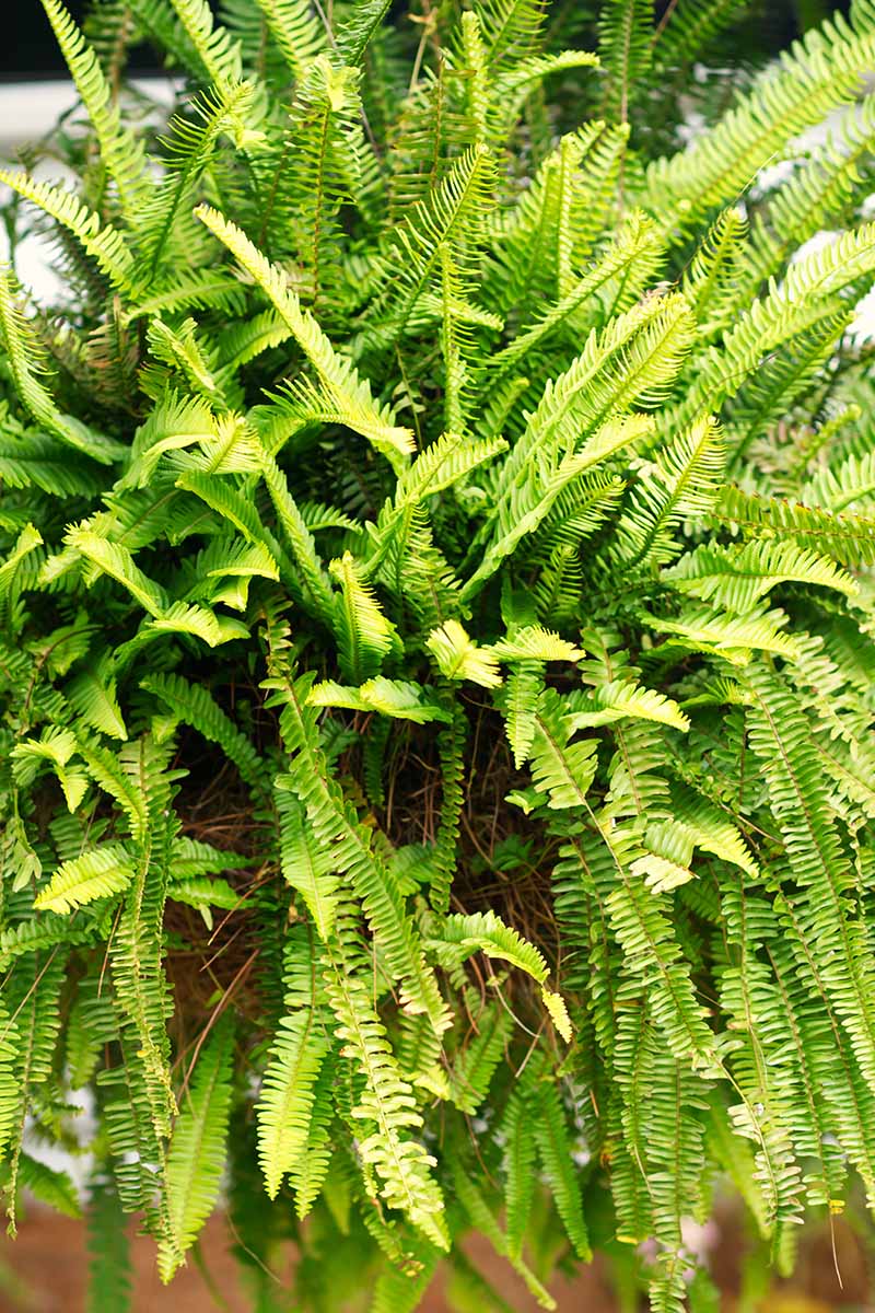 A close up vertical image of a large, lush Boston fern growing in a hanging basket.
