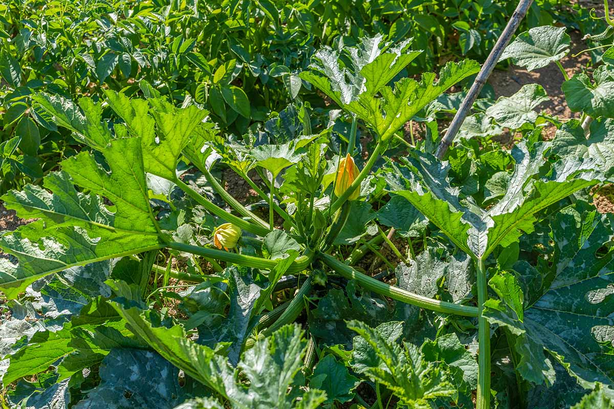 A close up horizontal image of a large zucchini plant growing in the vegetable garden.