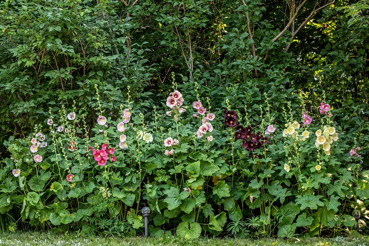 A horizontal image of a large stand of hollyhocks (Alcea rosea) growing in a wooded location.