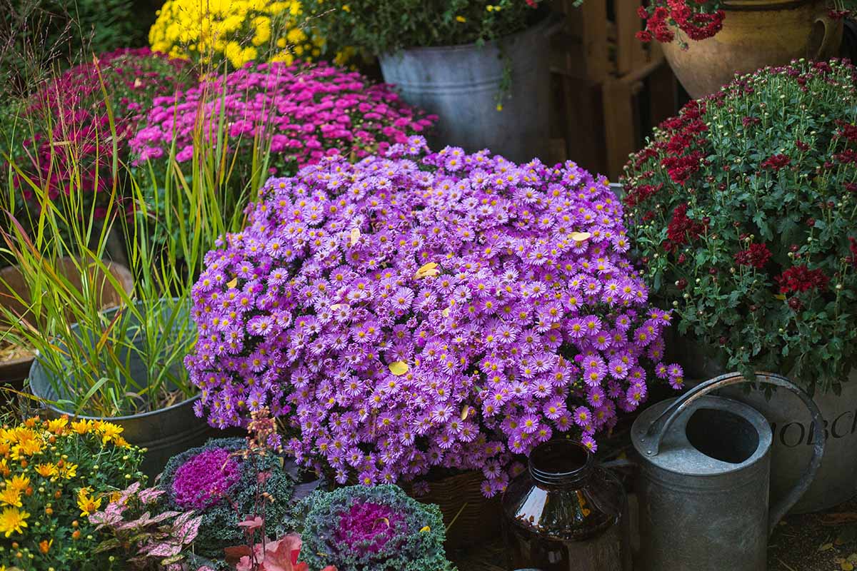 A close up horizontal image of a colorful patio garden with a variety of different flowers and ornamentals growing in containers.