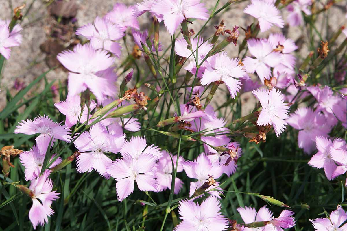 A close up horizontal image of light purple and white Cheddar pinks (Dianthus gratianopolitanus) growing in the garden pictured in light sunshine.