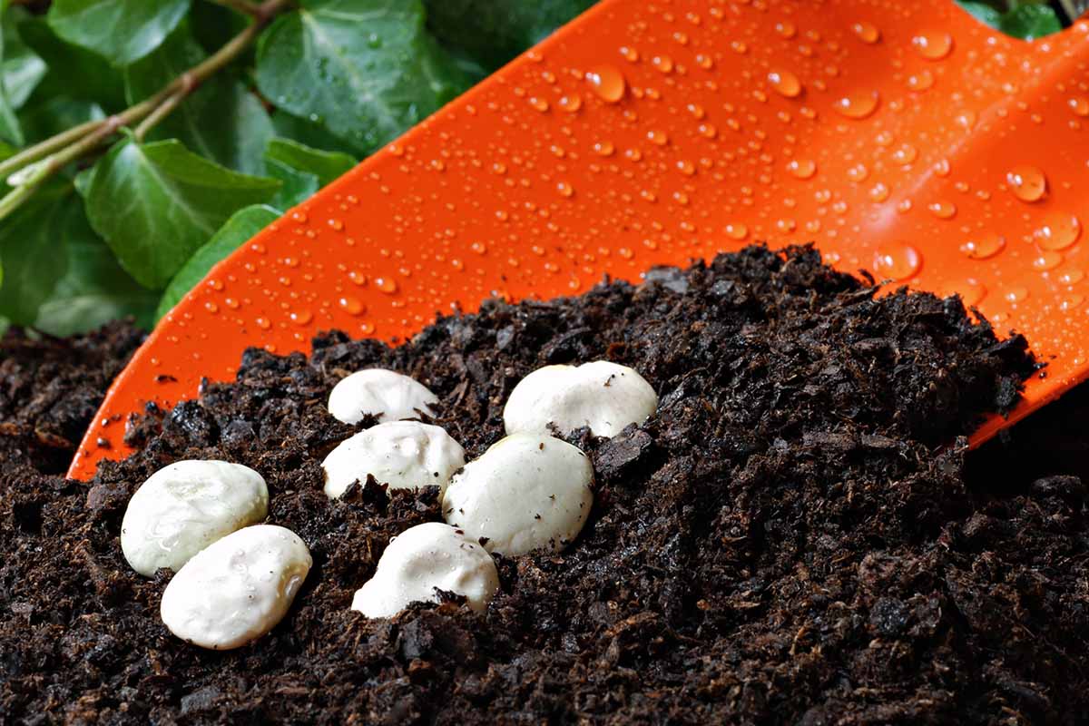 A close up horizontal image of an orange spade with rich soil and lima bean seeds.