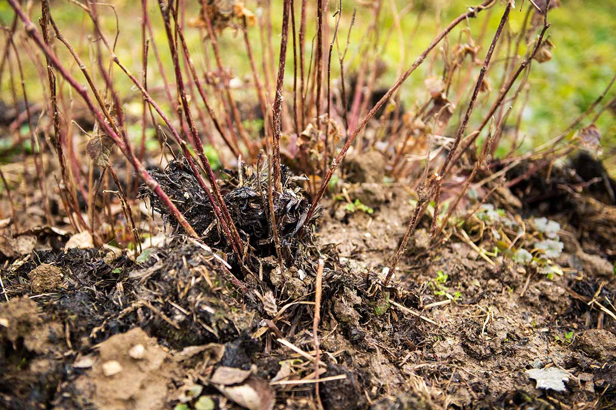 A close up horizontal image of young blackberry shrubs with manure applied in fall.