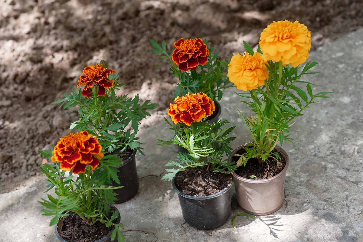 A horizontal image of different types of marigold seedlings growing in nursery pots set on a concrete surface.