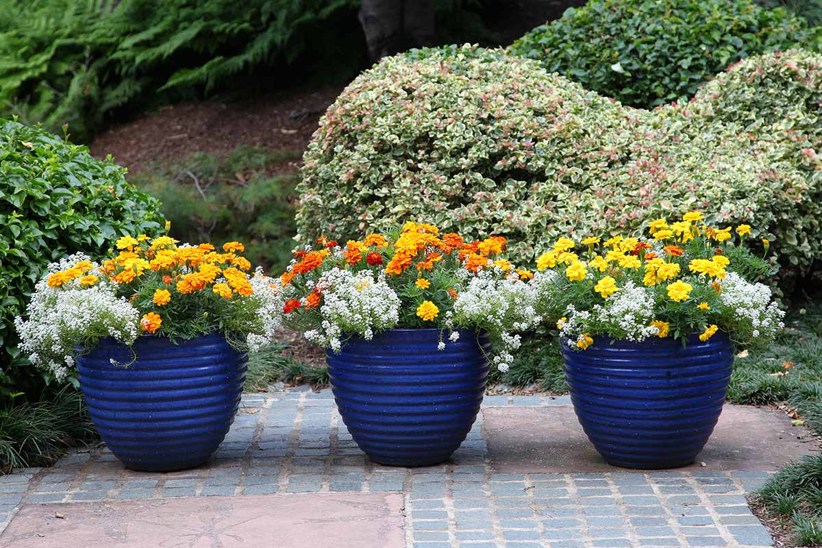 A horizontal image of marigolds growing in a mixed planting in three blue ceramic pots set on a tiled patio with shrubs in the background.