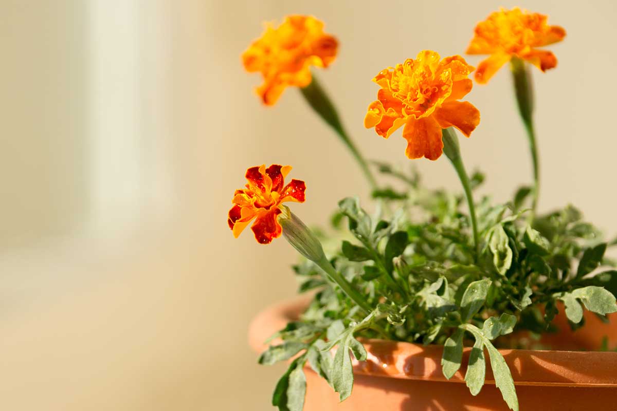A close up horizontal image of bright orange marigolds growing indoors in a pot, pictured on a soft focus background.