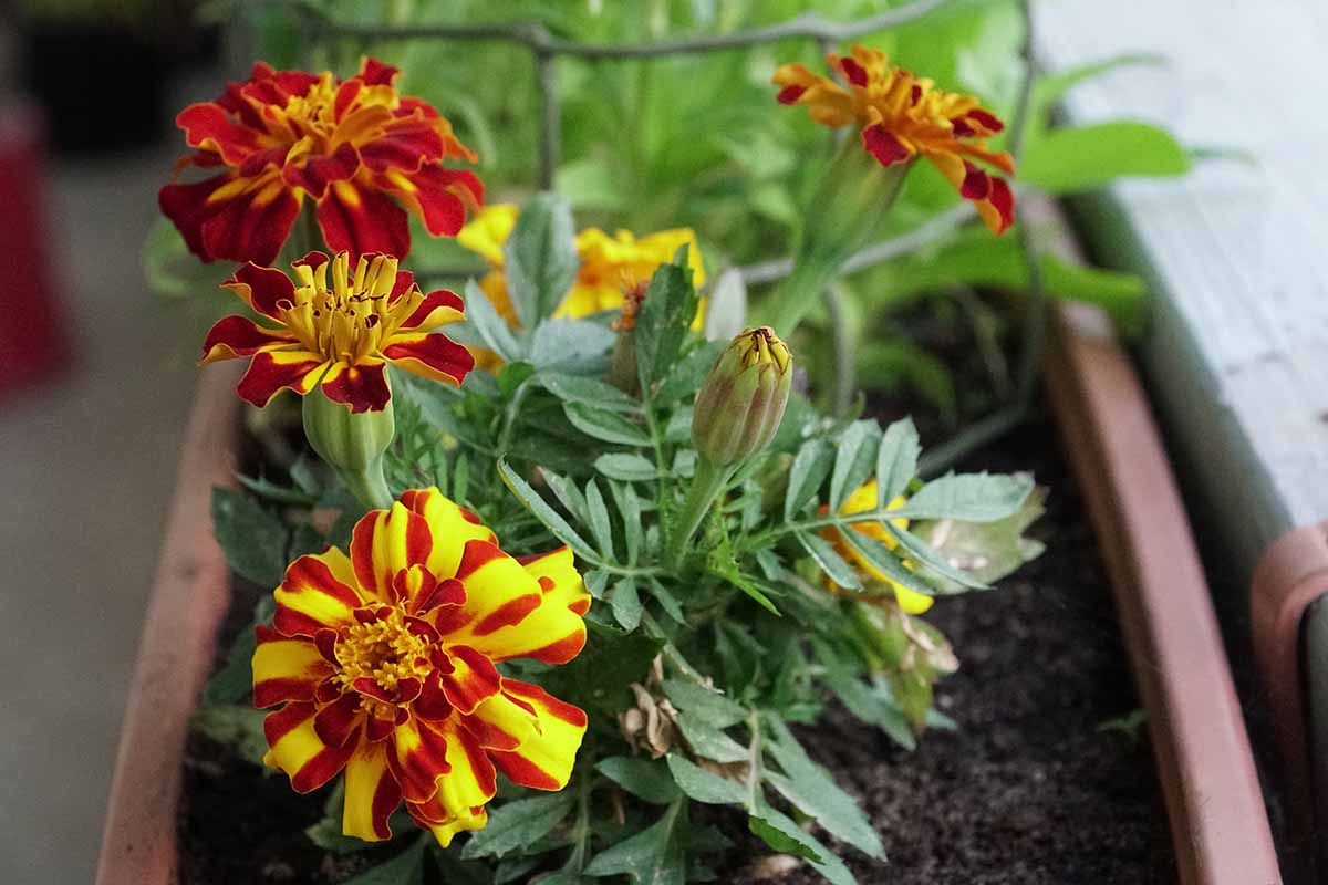A close up horizontal image of bright red and yellow marigold flowers growing in a window box planter.
