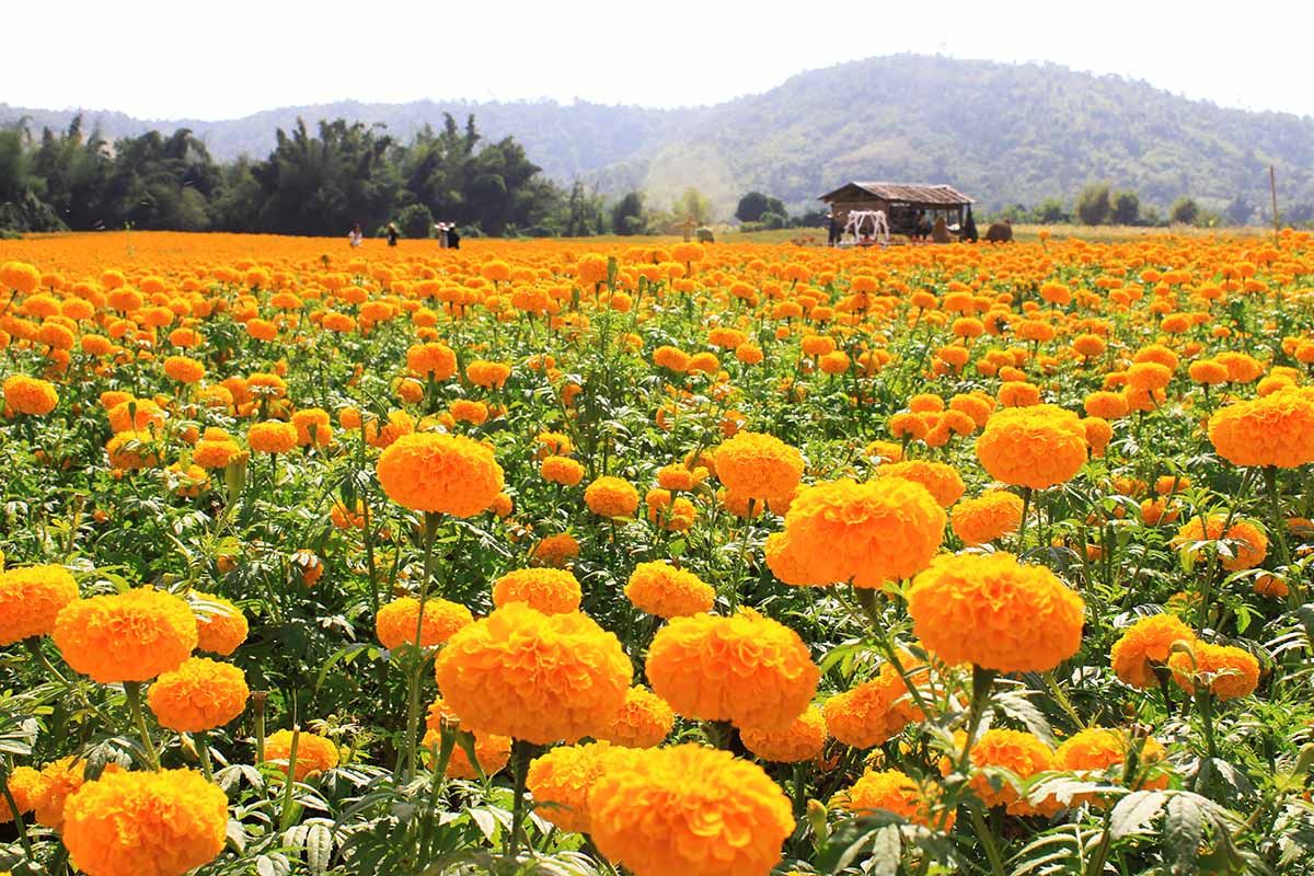 A horizontal image of a large swath of marigolds filling a field with a hill in soft focus in the background.