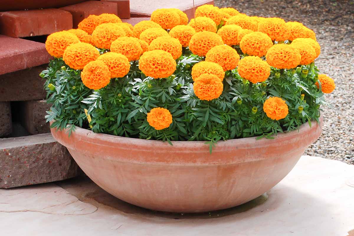 a close up horizontal image of African marigolds growing in a wide terra cotta planter.