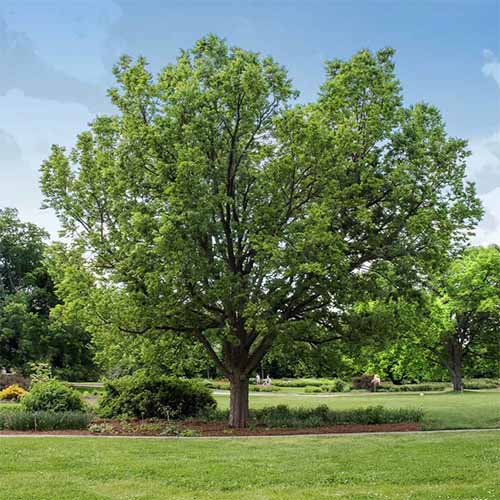 A square image of a mature hackberry tree growing in a landscaped park.