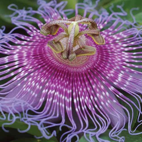 A close up square image of a purple passionflower aka maypops pictured on a soft focus background.