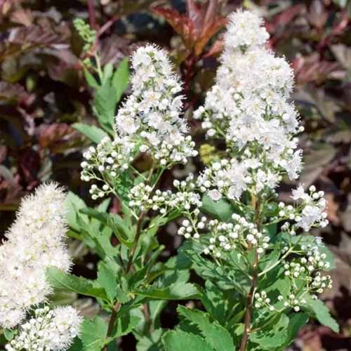 A square image of white 'Meadow Sweet' spirea flowers growing in a sunny garden.