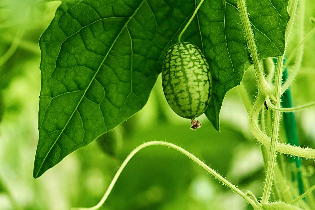 A close up horizontal image of a cucamelon (Mexican sour gherkin) growing in the garden.