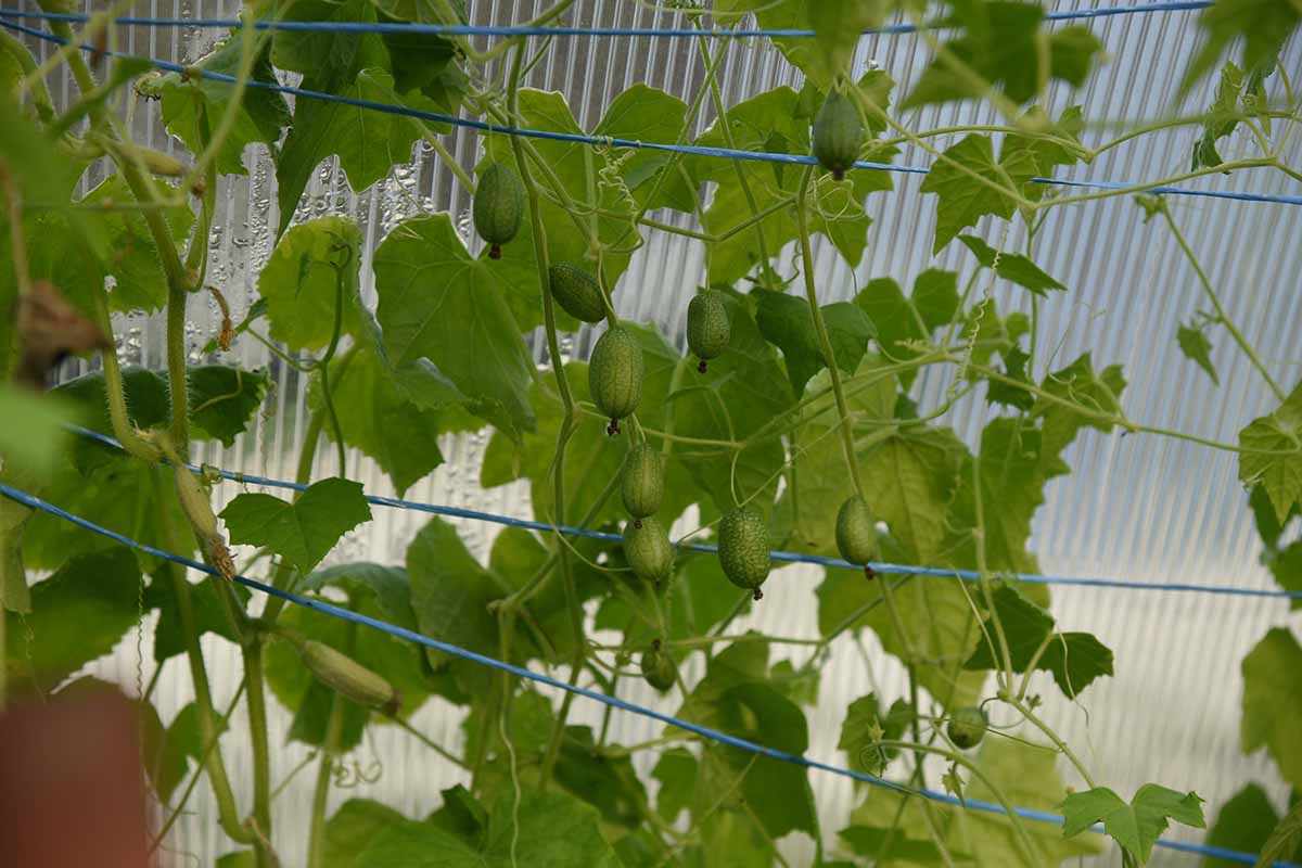 A close up horizontal image of cucamelons growing in a greenhouse supported by wire trellis.