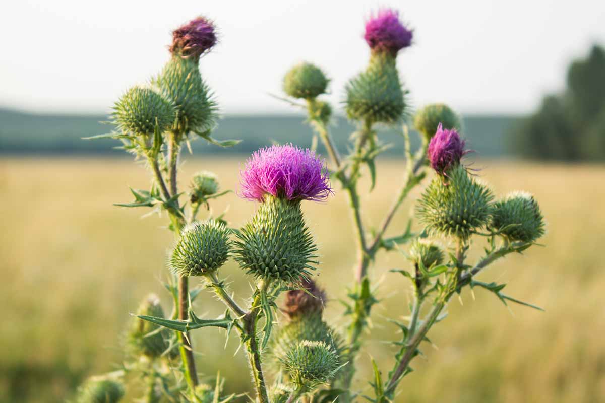 A close up horizontal image of milk thistle growing wild by the side of a large field.