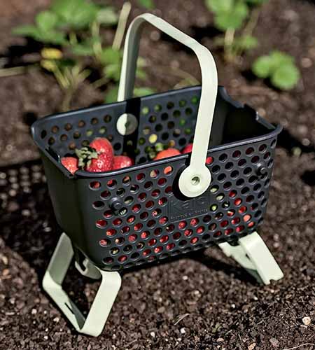 A close up square image of a mini mod hod for harvesting berries set on the ground outdoors.