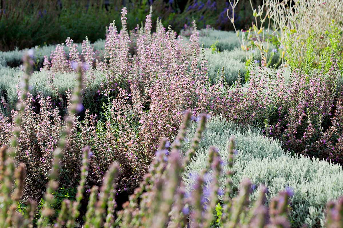 A horizontal image of a diverse planting with a variety of different herbs and flowers.