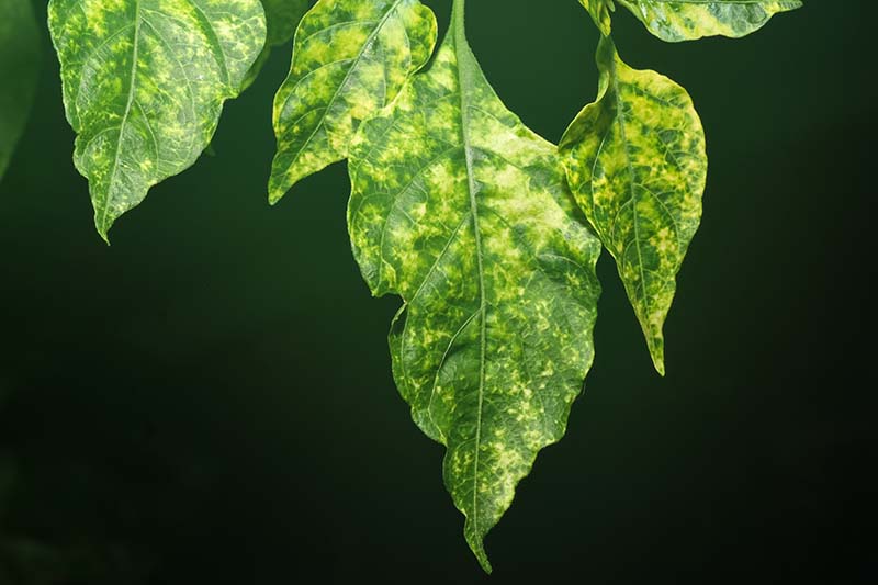 A close up horizontal image of the foliage of a plant suffering from a mosaic virus pictured on a dark background.