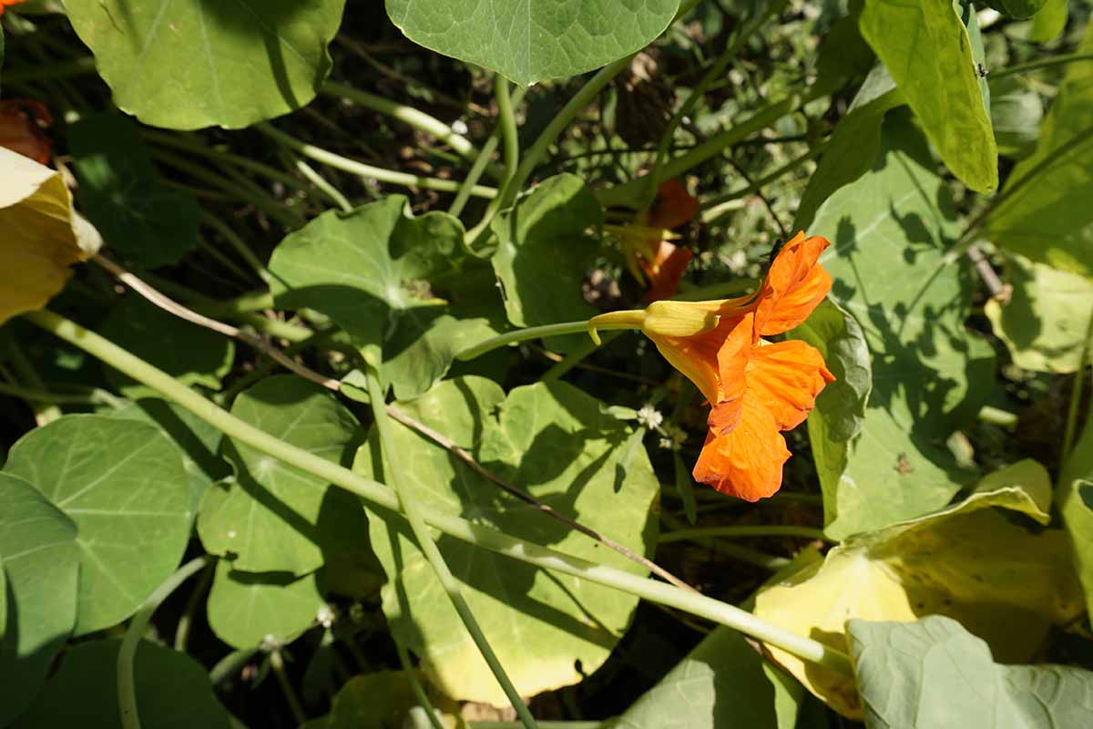 A close up horizontal image of a nasturtium plant growing in the garden in bright sunshine.
