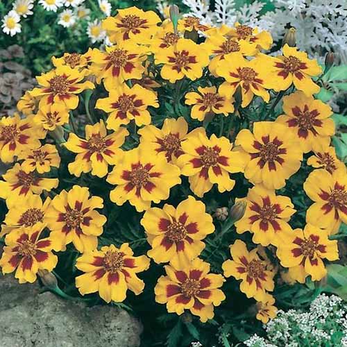 A close up square image of Tagetes patula 'Naughty Marietta' growing in a container.