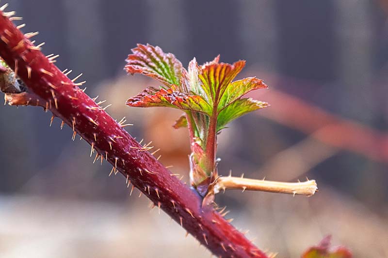 A close up horizontal image of a floricane showing new growth pictured on a soft focus background.