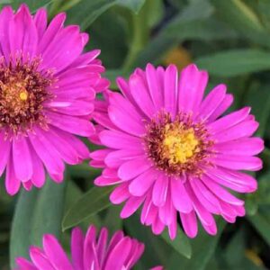 Growing New York Asters: How to Care for Michaelmas Daisies