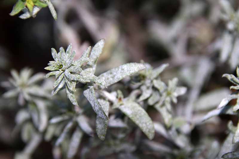 A close up horizontal image of an aster plant suffering from powdery mildew on the foliage pictured on a soft focus background.