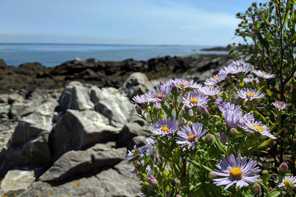 A horizontal image of light purple Michaelmas daisies growing in a rocky location by the sea.