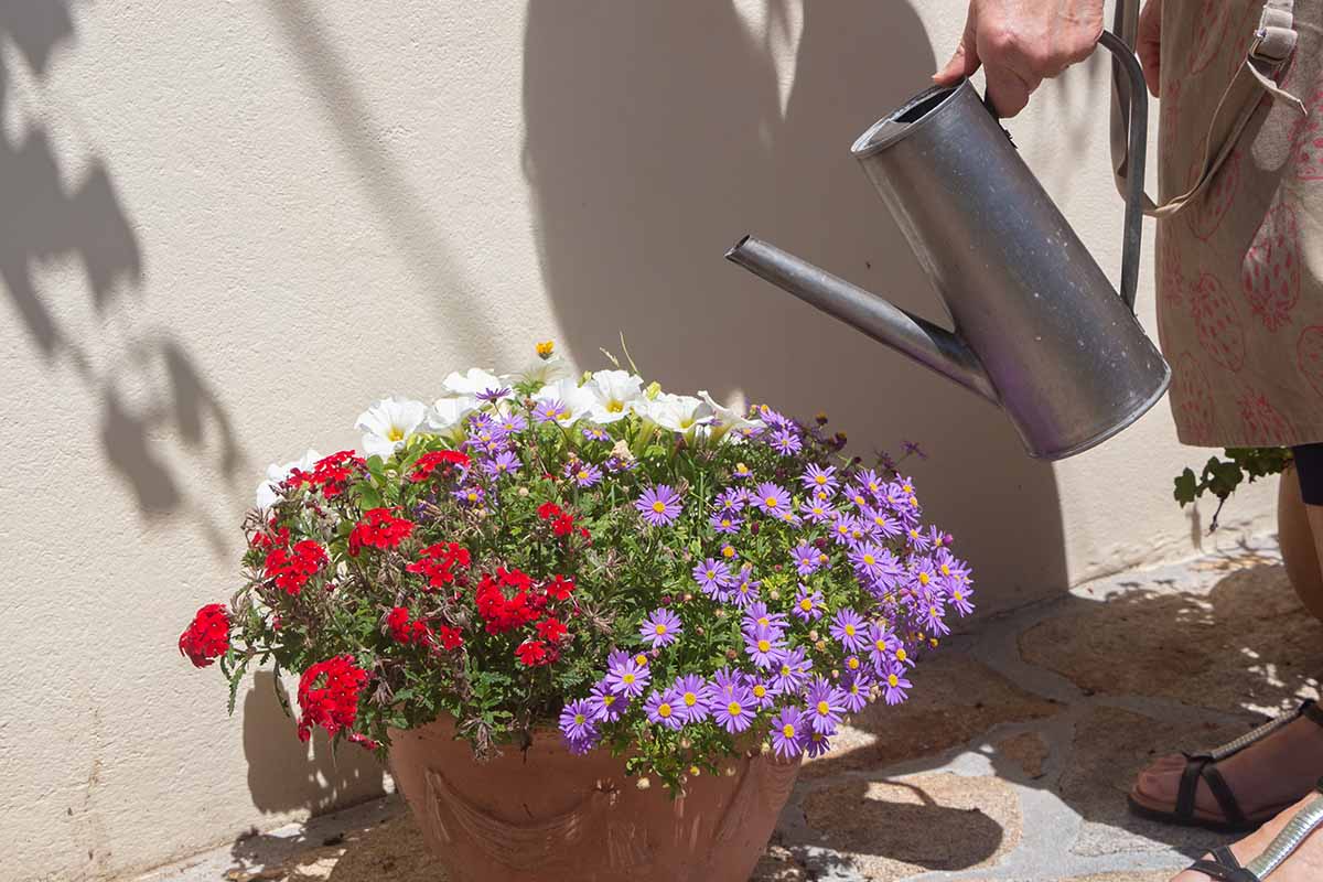A horizontal image of a gardener watering a container filled with a variety of flowers.