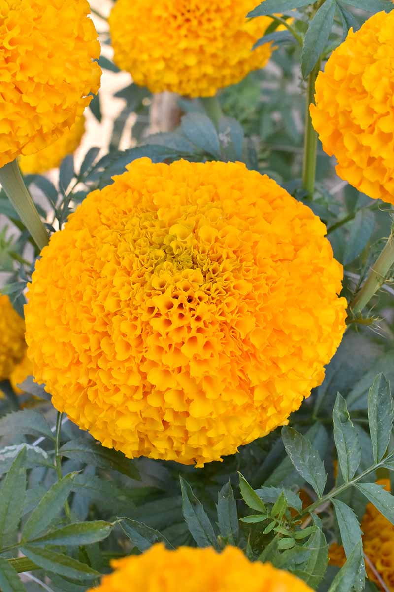 A close up vertical image of African marigolds (Tagetes erecta) growing in the garden with foliage in the background.