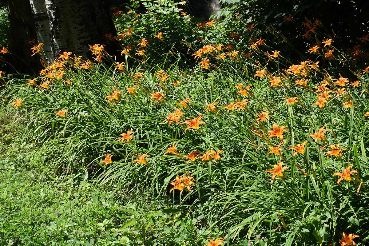 A horizontal image of a garden border filled with orange daylilies pictured in bright sunshine.
