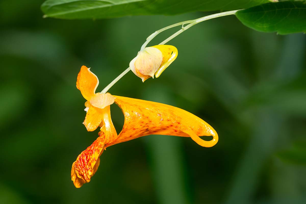 A close up horizontal image of the trumpet shaped flower of Impatiens capensis (jewelweed) pictured on a soft focus background.