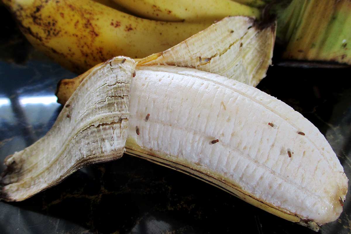 A horizontal image of a peeled overripe banana with an infestation of Drosophila fruit flies.