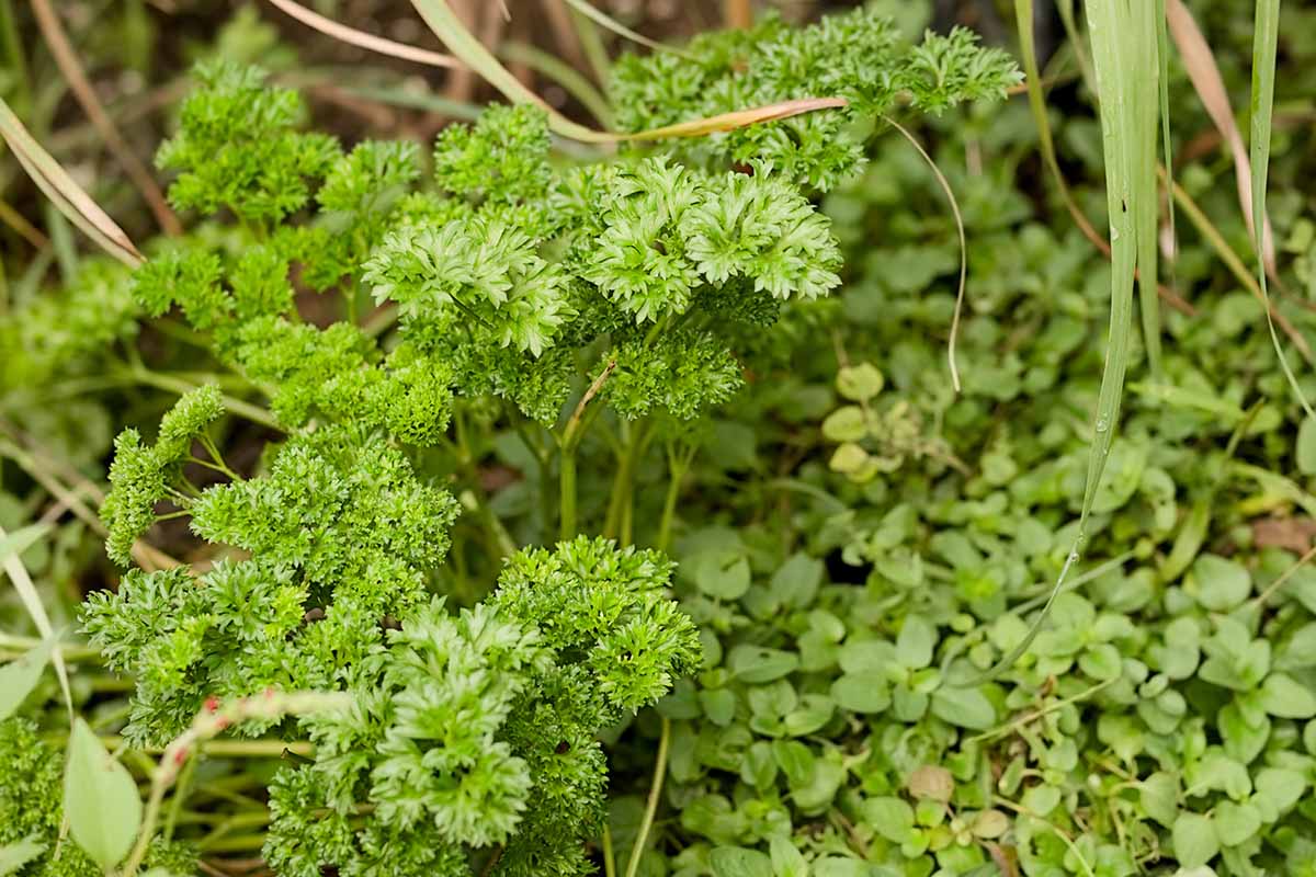 A close up horizontal image of parsley and oregano growing in the garden.