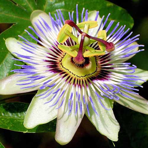 A close up square image of a Passiflora caerulea flower pictured on a soft focus background.
