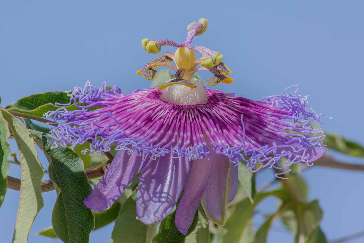 A close up horizontal image of a purple and lavender Passiflora cincinnata flower pictured on a blue sky background.