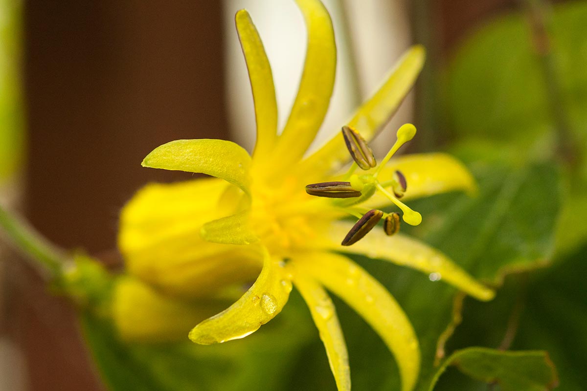 A close up horizontal image of a yellow Passiflora citrina flower pictured on a soft focus background.