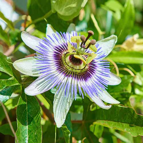 A close up square image of a Passiflora edulis aka purple granadilla growing in the garden with foliage in soft focus in the background.