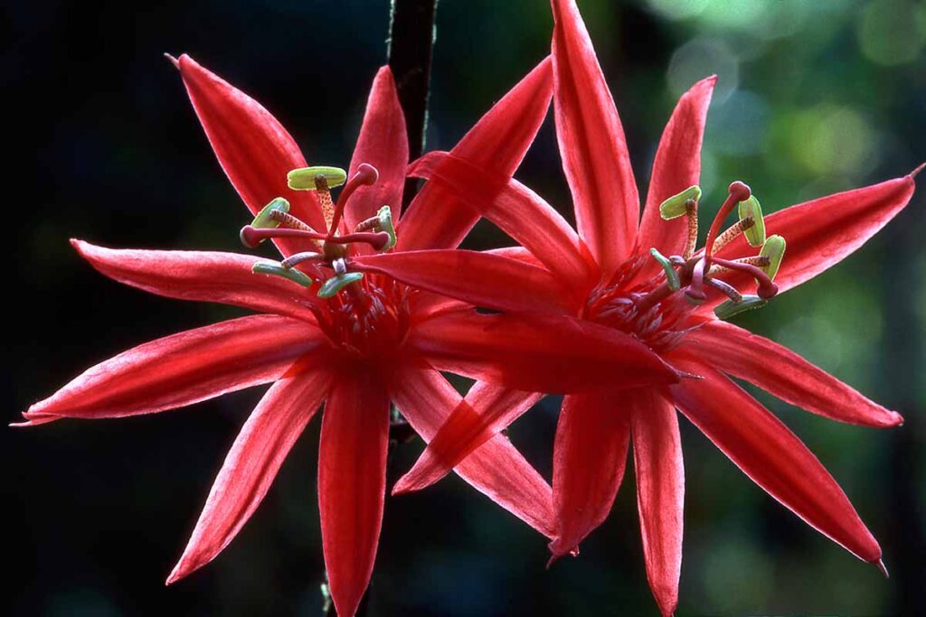 A close up horizontal image of red Passiflora gritensis pictured on a dark background.